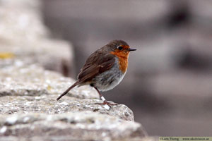 Rödhake, Erithacus rubecula